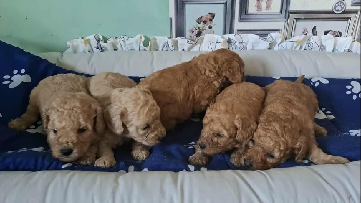 Pudle patuljaste i toy, prelepi štenci