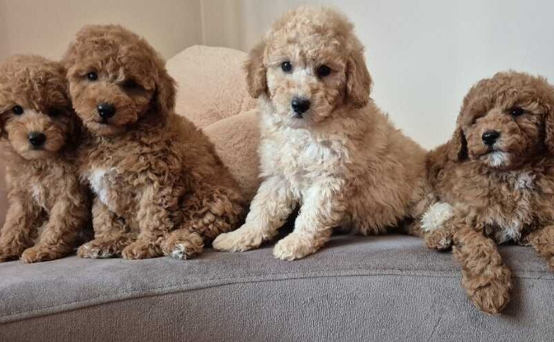 Pudle i Maltipoo štenci