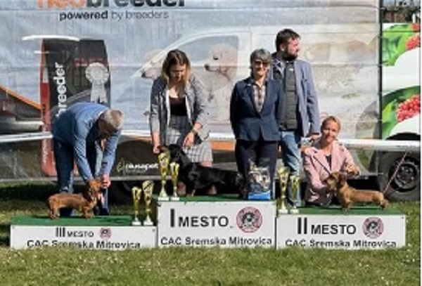 Jazavičar oštrodlaki, vrhunski štenci