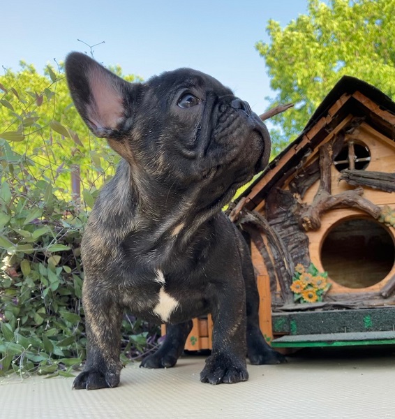 Štenci francuskog buldoga