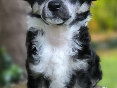 KINESKI KUKMASTI PSI – štenci na prodaju