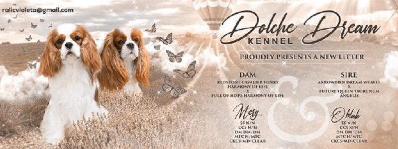 Kavalijer španijel kralja Čarlsa