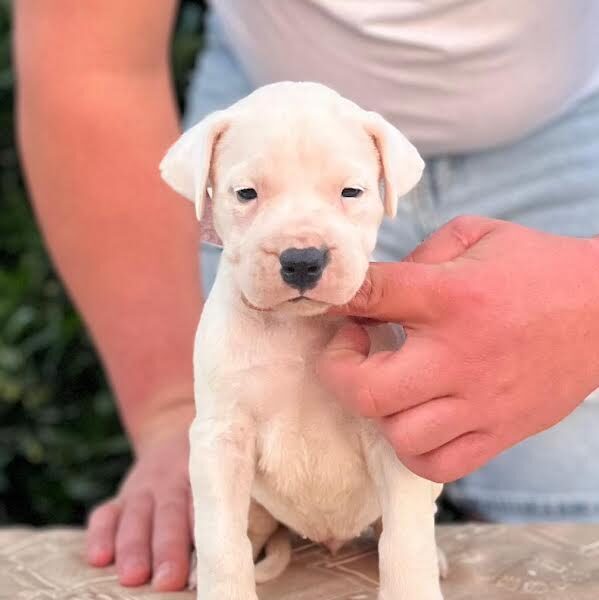 Argentinska doga ( Dogo Argentino )