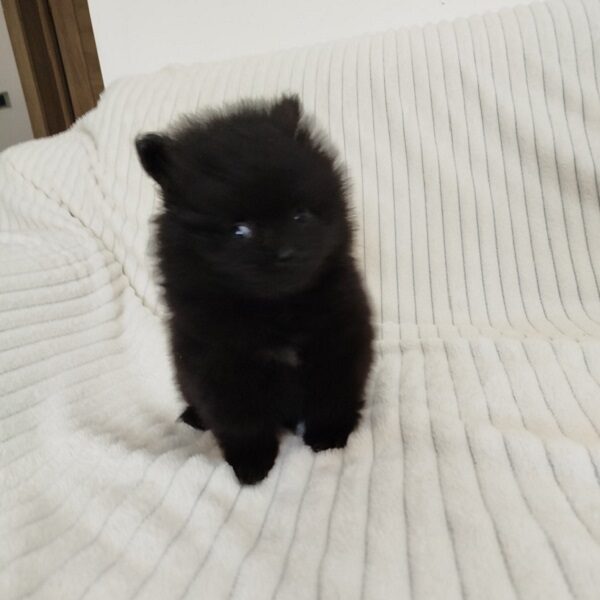 Prelepi stenci POMERANSKOG SPICA