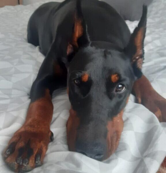 Doberman štenci