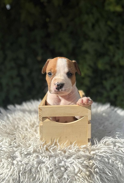 Američki Stafordski Terijer štenci vrhunskog porekla