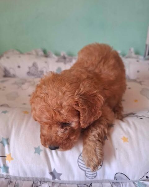 Pudle patuljaste i toy, prelepi štenci