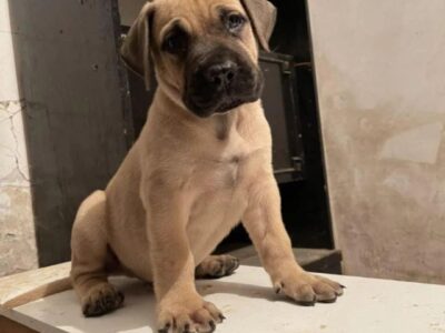 Južnoafrički mastif Boerboel štenci