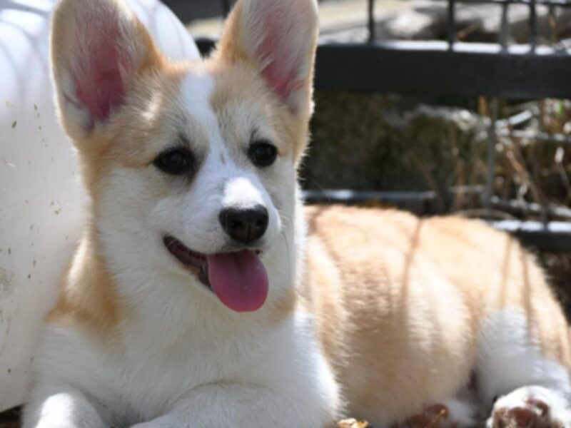 Velski korgi Welsh Corgi Pembroke