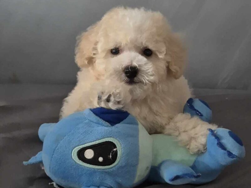 Pudle i Maltipoo štenci