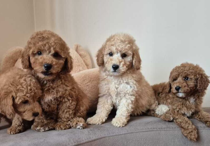 Pudle i Maltipoo štenci