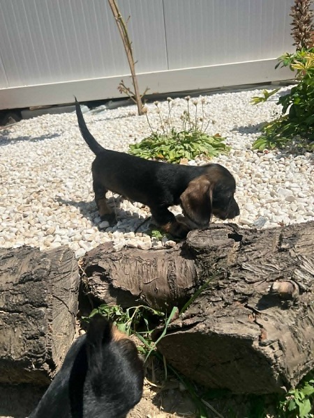 Jazavičar oštrodlaki, vrhunski štenci