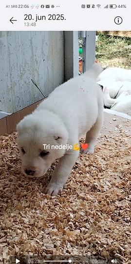 Prelepi štenci čistokrvnog srednjeazijskog ovčara – Alabai