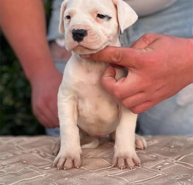 Argentinska doga ( Dogo Argentino )