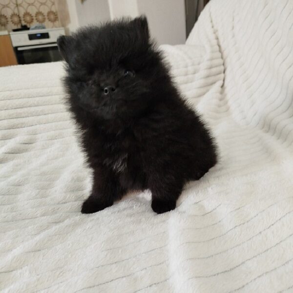 Prelepi stenci POMERANSKOG SPICA