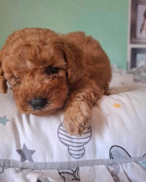 Pudle patuljaste i toy, prelepi štenci