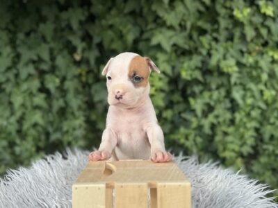 Američki Stafordski Terijer štenci vrhunskog porekla