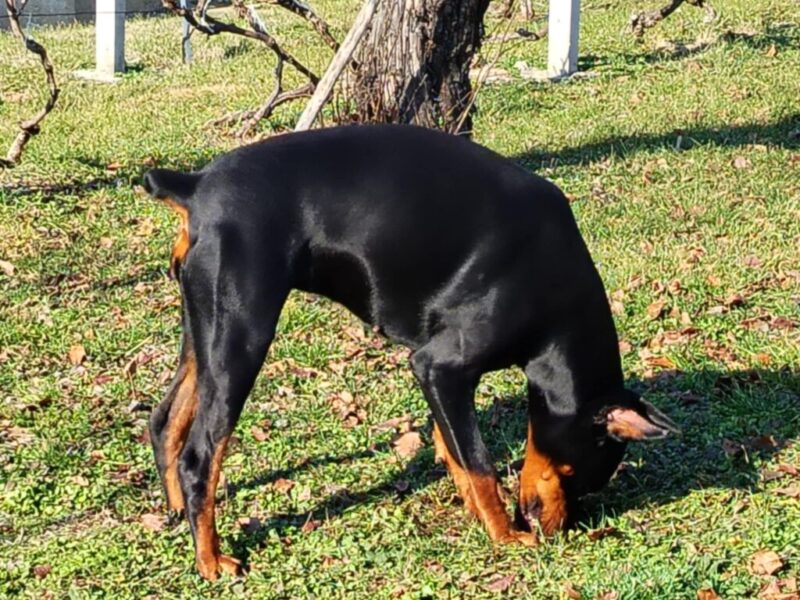 Doberman štenci