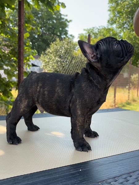 Štenci francuskog buldoga