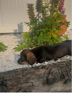 Jazavičar oštrodlaki, vrhunski štenci