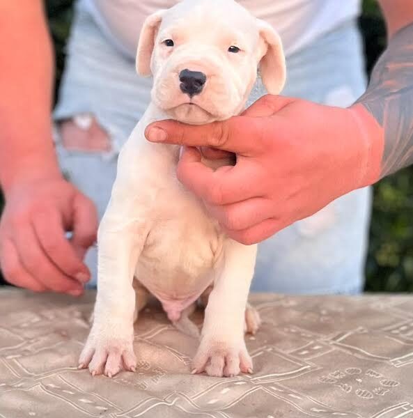 Argentinska doga ( Dogo Argentino )