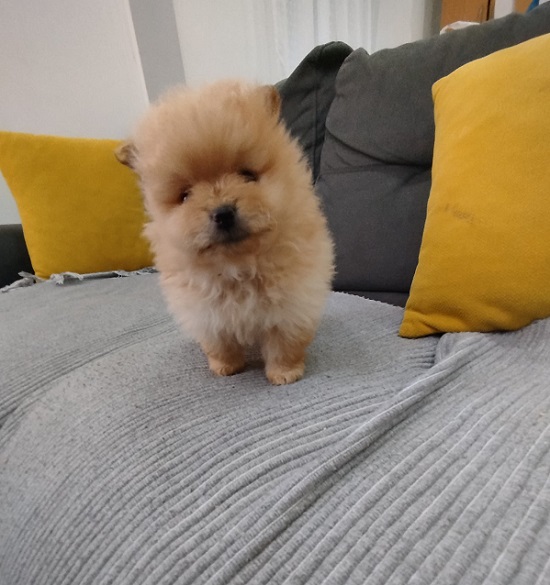 Prelepi stenci POMERANSKOG SPICA