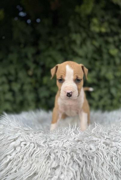 Američki Stafordski Terijer štenci vrhunskog porekla