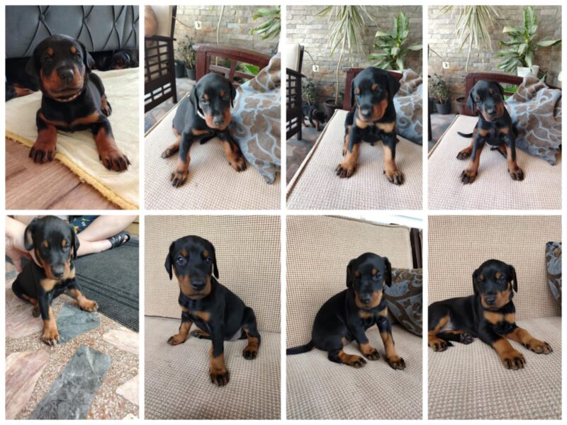 Doberman štenci