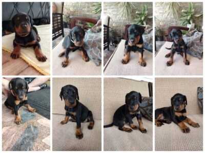Doberman štenci