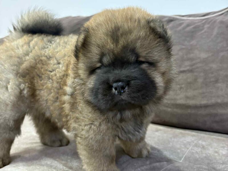 Čistokrvni CHOW-CHOW štenci