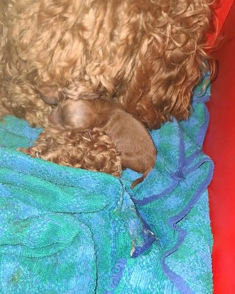 Pudle patuljaste i toy, prelepi štenci