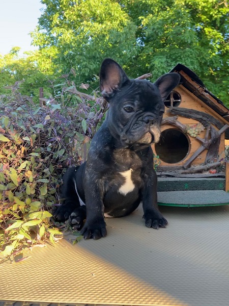 Štenci francuskog buldoga