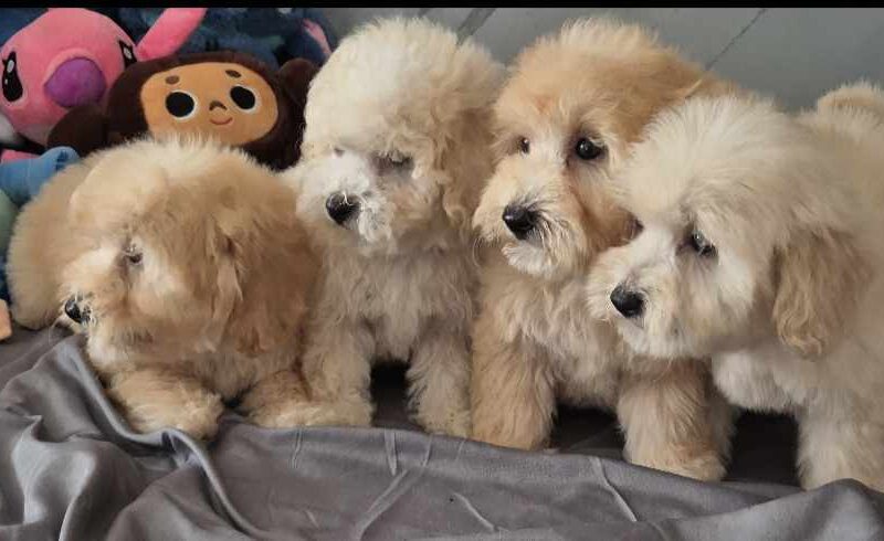 Pudle i Maltipoo štenci