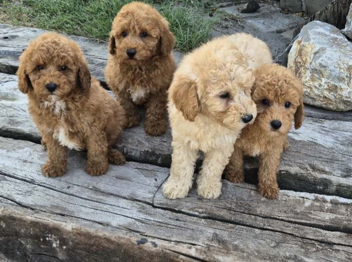 Pudle i Maltipoo štenci