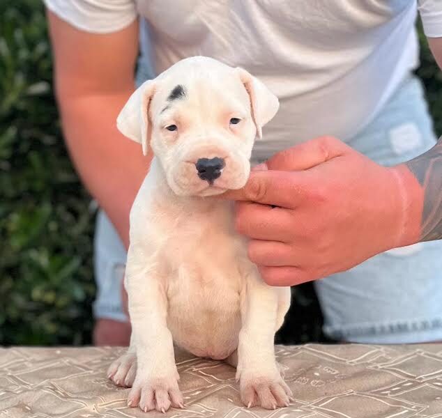 Argentinska doga ( Dogo Argentino )