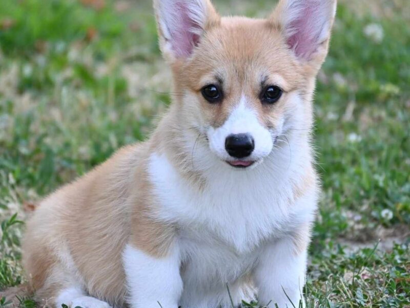 Velski korgi Welsh Corgi Pembroke