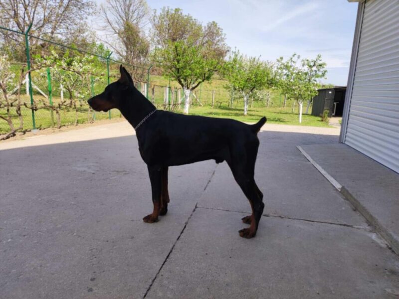 Doberman štenci