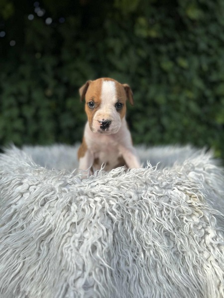 Američki Stafordski Terijer štenci vrhunskog porekla