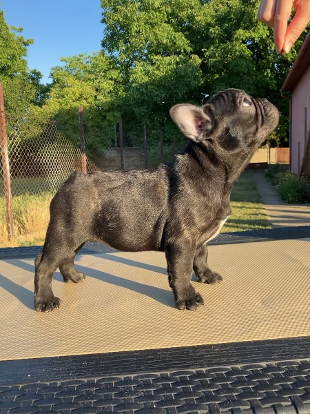 Štenci francuskog buldoga