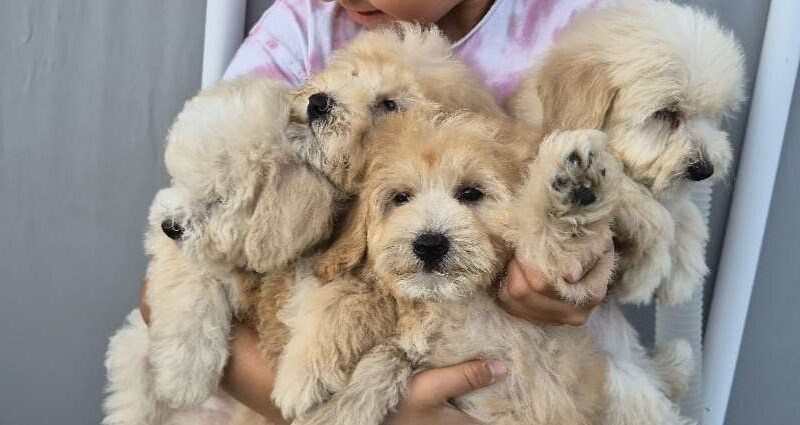 Pudle i Maltipoo štenci