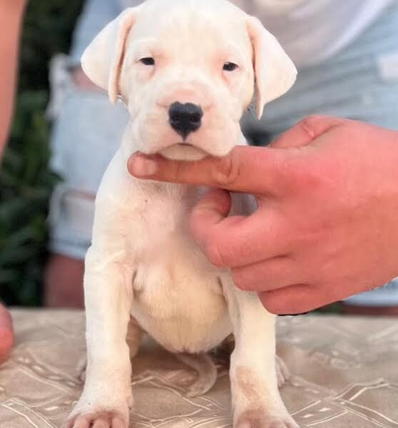 Argentinska doga ( Dogo Argentino )