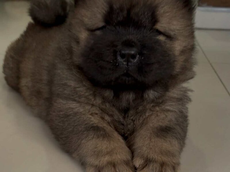 Čistokrvni CHOW-CHOW štenci