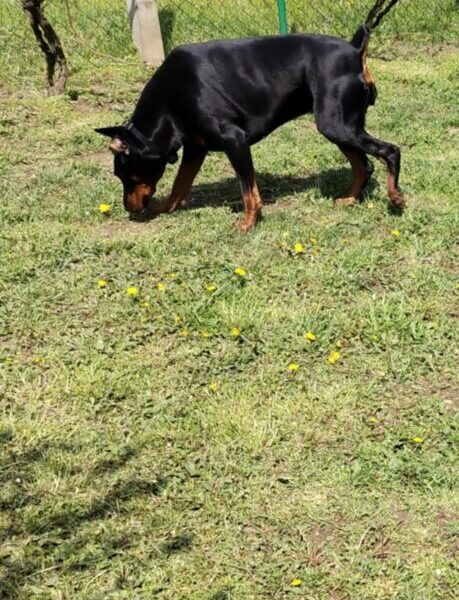 Doberman štenci