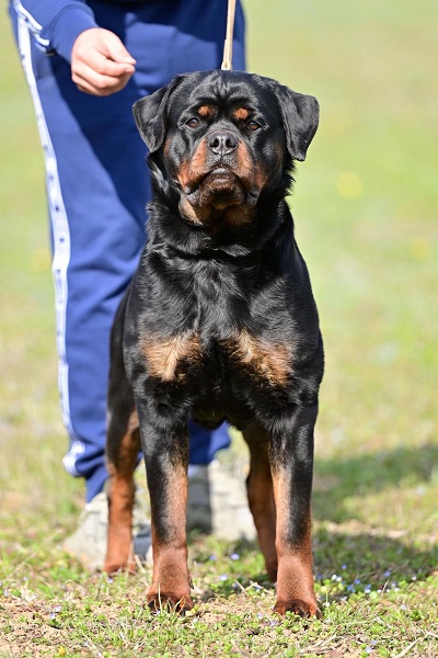 Vrhunsko leglo ROTVAJLERA