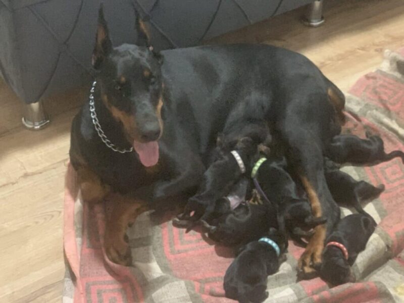 Doberman štenci