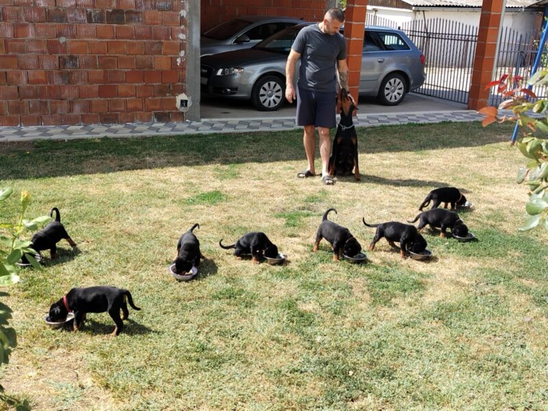 Doberman štenci