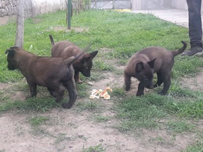 Belgijski ovcar Malinoa štenci