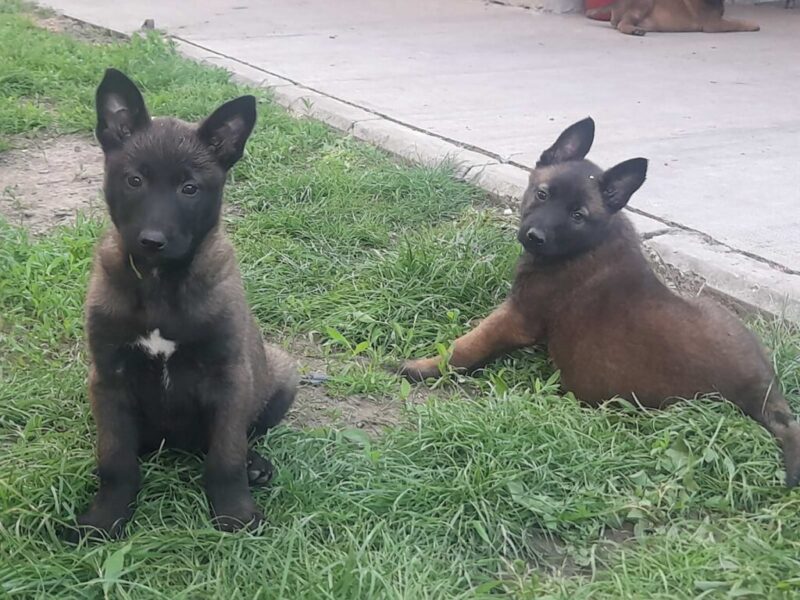 Belgijski ovcar Malinoa štenci