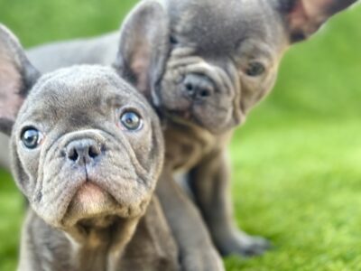 Francuski Buldog prelepi štenci