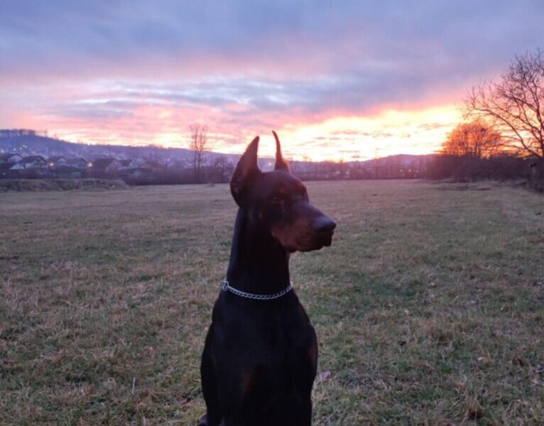 Doberman štenci